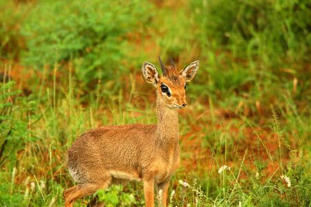 Dik Dik in the wild. Africa. Kenya. Samburu national park.の写真素材