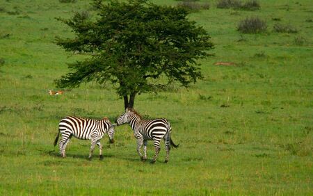 Wild zebras in love. Africa. Kenya. Masai Maraの写真素材