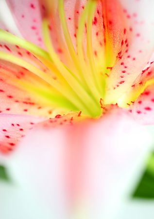 Extreme closeup on lily flowerの写真素材