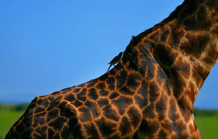 Close-up on Giraffe skin. Africa. Kenya. Masai Mara.の写真素材