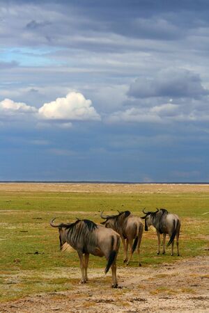 Herd of African Wildebeest grazing. Kenya. Amboseli national park.の写真素材