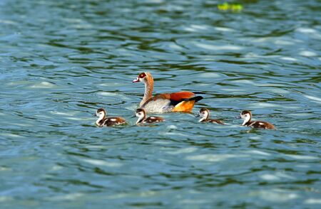 Goose with new borne family on the lake Naivasha. Africa. Kenyaの写真素材