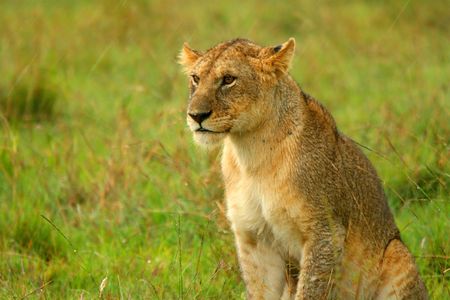 Lioness under rain in the wilderness. Africa. Kenya. Masai Maraの写真素材