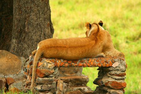Wild africam lioness. Africa. Kenya. Masai Maraの写真素材