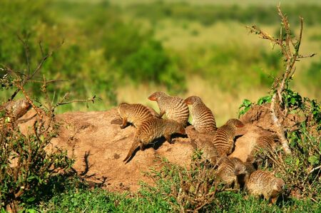 Heap of Mongoose. Africa. Kenya. Masai Maraの写真素材