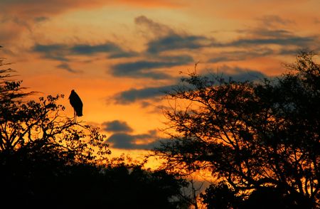 marabou stork sleeping on the tree branch. Africa. Kenya. Masai Maraの写真素材