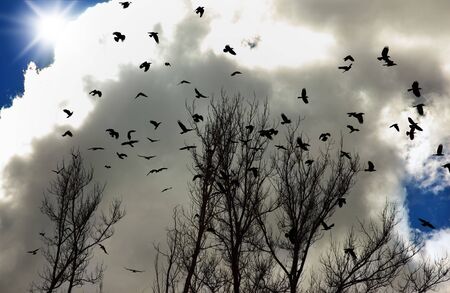flock of crows up in the skyの写真素材