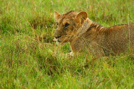 Portrait of young Lion. Africa. Kenya. Masai Maraの写真素材