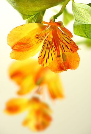 Fresh yellow lilyの写真素材