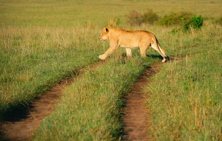 Wild african lion. Africa. Kenya. Masai Maraの写真素材