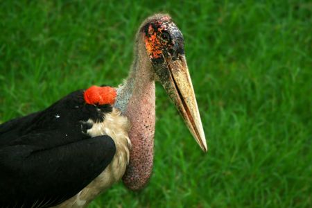 Portrait of marabou stork. Africa. Kenya. Masai Maraの写真素材