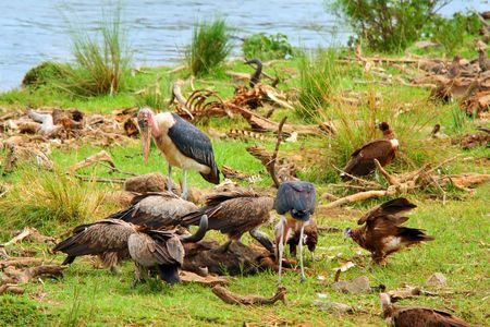 Vultures and Mararou stork feeding on dead. Africa. Kenya. Masai Maraの写真素材