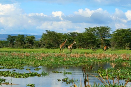 Family of wild giraffes on the lake Naivasha. Africa. Kenyaの写真素材