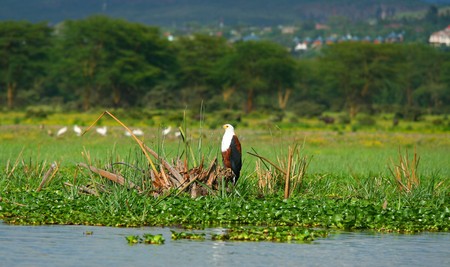 African fish eagle on the lake Naivasha. Africa. Kenyaの写真素材