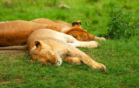Sleeping lions. Africa. Kenya. Masai Maraの写真素材