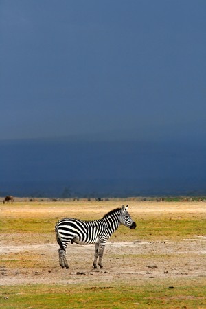 African Wild Zebra. Kenya. Amboseli national park.の写真素材