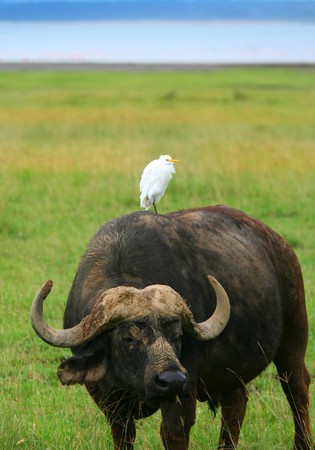 Wild Buffalo and Bird. Africa. Kenya. Lake Nakuruの写真素材