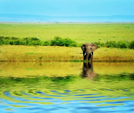 African Elephant in the wild. Africa. Kenya. Masai Maraの写真素材