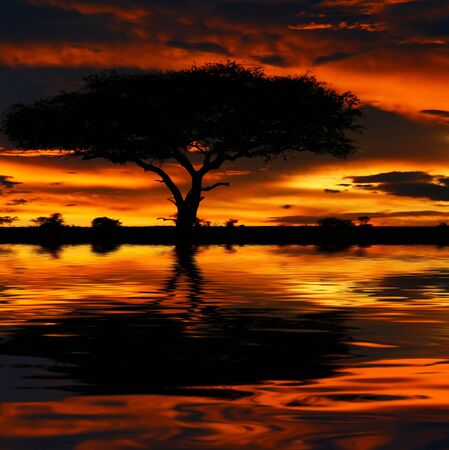 Tree silhouette and dramatic sunset. Africa. Kenya. Masai Mara.の写真素材