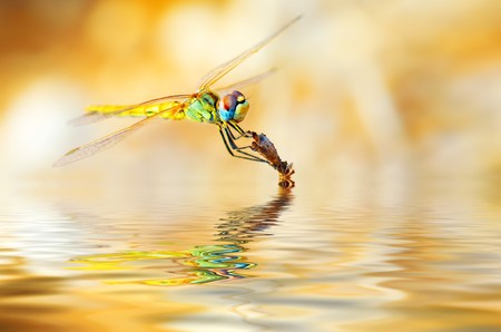 Closeup portrait of a beautiful colorful dragonflyの写真素材