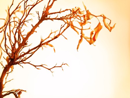 Autumnal tree branch with dry leavesの写真素材