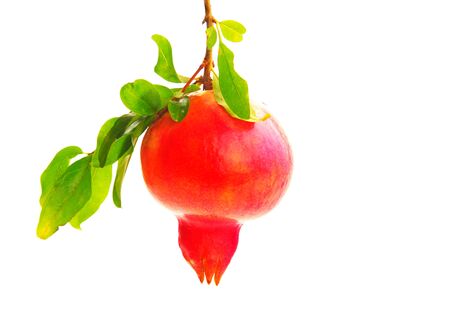 Red pomegranate isolated on white backgroundの写真素材