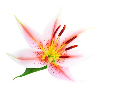 Fresh pink lily isolated on white backgroundの写真素材
