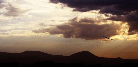 African safari, wild eagle flying in the sky, Amboseli National Park, Kenyaの写真素材