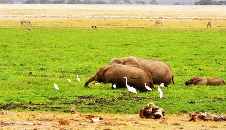 African safari, wild elephants family and landscape of Amboseli National Park, Kenyaの写真素材