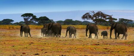 African safari, wild elephants family and panoramic landscape of Amboseli National Park, Kenya