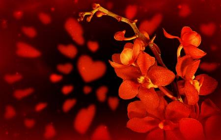 Happy Valentine card, red fresh orchid flower with hearts isolated on black backgroundの写真素材
