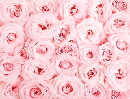 Pink fresh roses background の写真素材