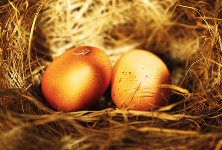 Two golden eggs with tiny feather isolated over dry grassの写真素材