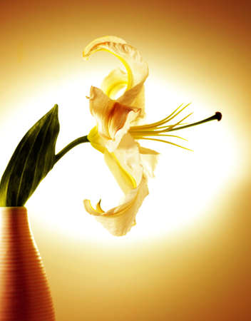 Beautiful white lily in the vase with back light, studio isolated, sepia tonedの写真素材