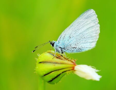 Beautiful blue butterfly extreme closeup macro, nature life in spring の写真素材
