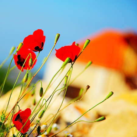 Red poppy flowers meadow over blue clear sky backgroundの写真素材