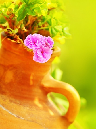 Pink fresh spring wet flower in the pot outdoor, sunny beautiful dayの写真素材