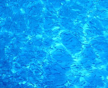 Blue water background with wavy pattern & many little fishes