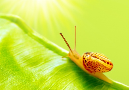 Little snail on the leaf, beauty of natureの写真素材