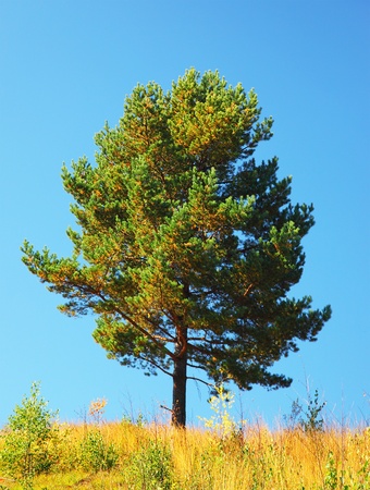 Single tree on the field, beautiful natural summer landscape, pine tree over blue skyの写真素材