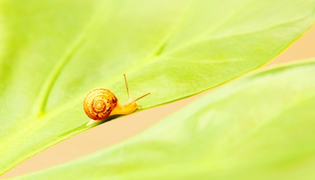 Little snail on the leaf, beauty of natureの写真素材