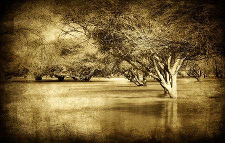 Grunge style picture of old forest with river flood, sepia tonedの写真素材