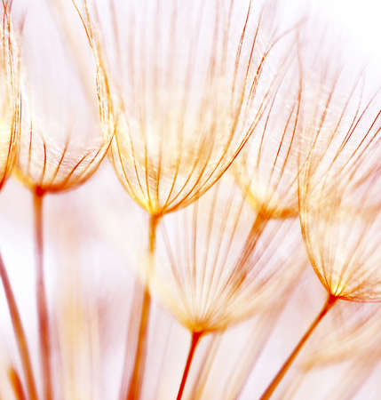 Abstract dandelion flower background, extreme closeup with soft focus, beautiful nature details