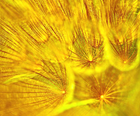 Abstract dandelion flower background, extreme closeup with soft focus, beautiful nature detailsの写真素材