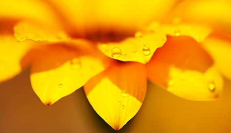 Abstract yellow flower background, extreme closeup on fresh wet daisy petals, macro details of nature, soft focusの写真素材