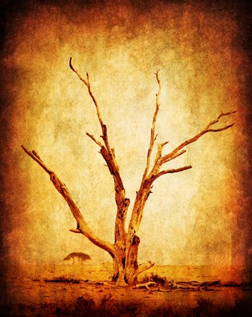 Dry grunge african desert tree, with old dirty texture effectの写真素材
