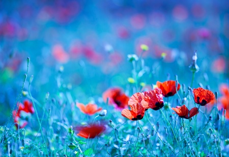 Poppy flower field at night with a dreamy blue cast and selective soft focus, natural background of wild summer natureの写真素材