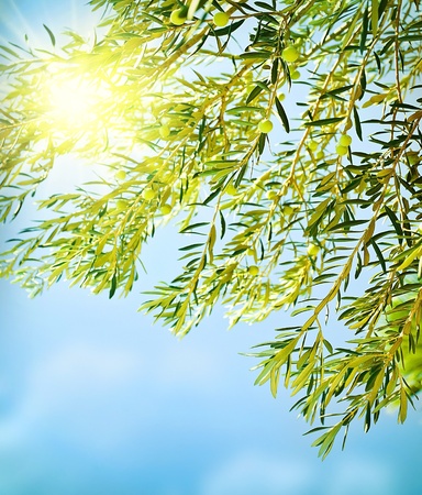 Fresh olive tree border, natural background of a ripe green olives, seasonal fruits and harvest concept の写真素材