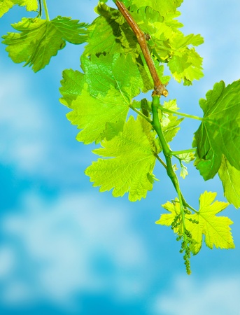 Close up on young grapevine leaves, growing at sunny garden, grape leaves border over natural blue sky, harvest concept の写真素材