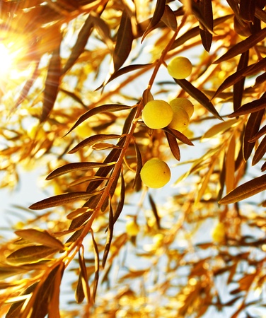 Olive tree branch at warm autumn sunset, natural background of a ripe green olives, seasonal fruits and harvest conceptの写真素材